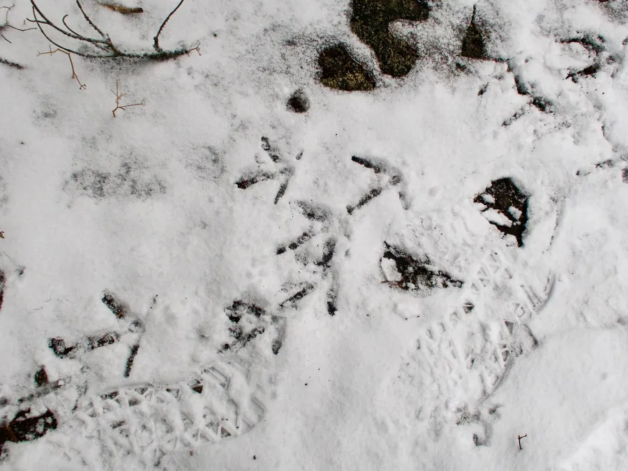 Turkey tracks on the trail