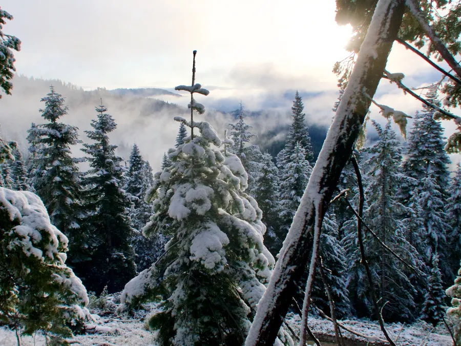 Sunlight filters through low clouds