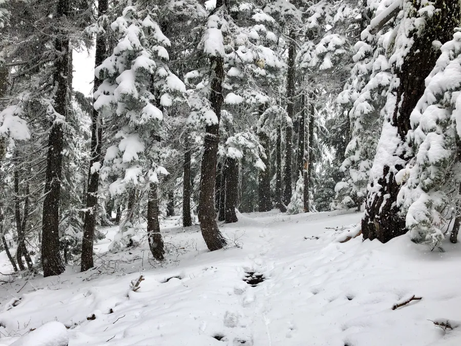 Snow falls in a forest