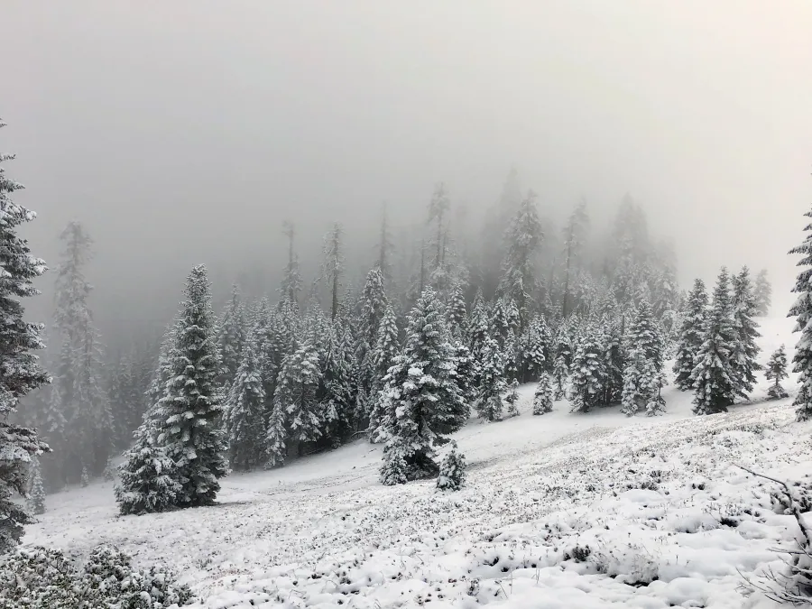 Low clouds hanging over snow-covered trees