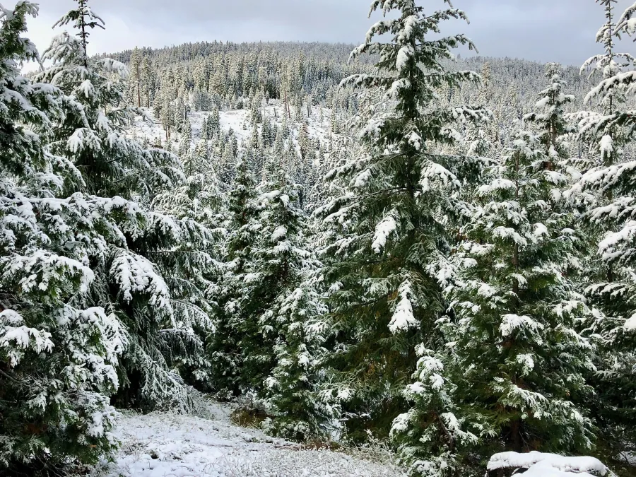 Snow on trees