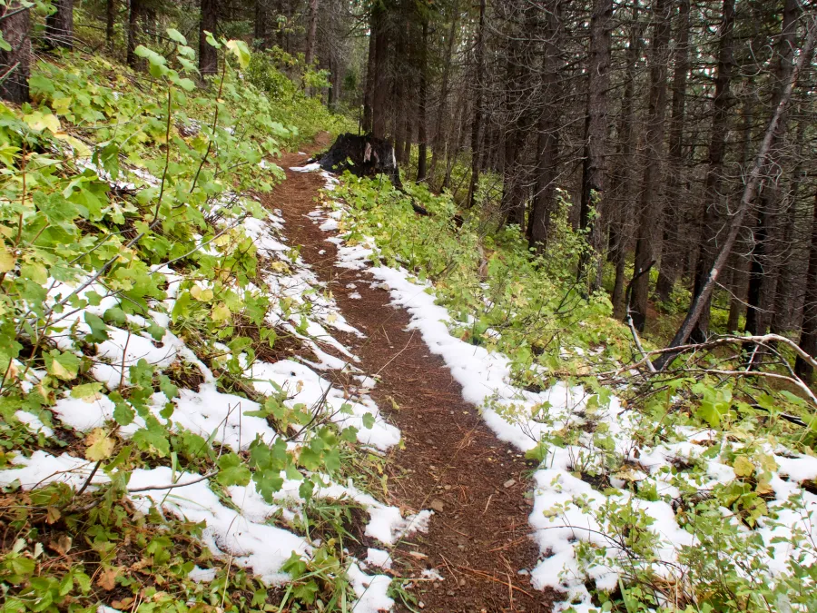 Melting snow on the trail
