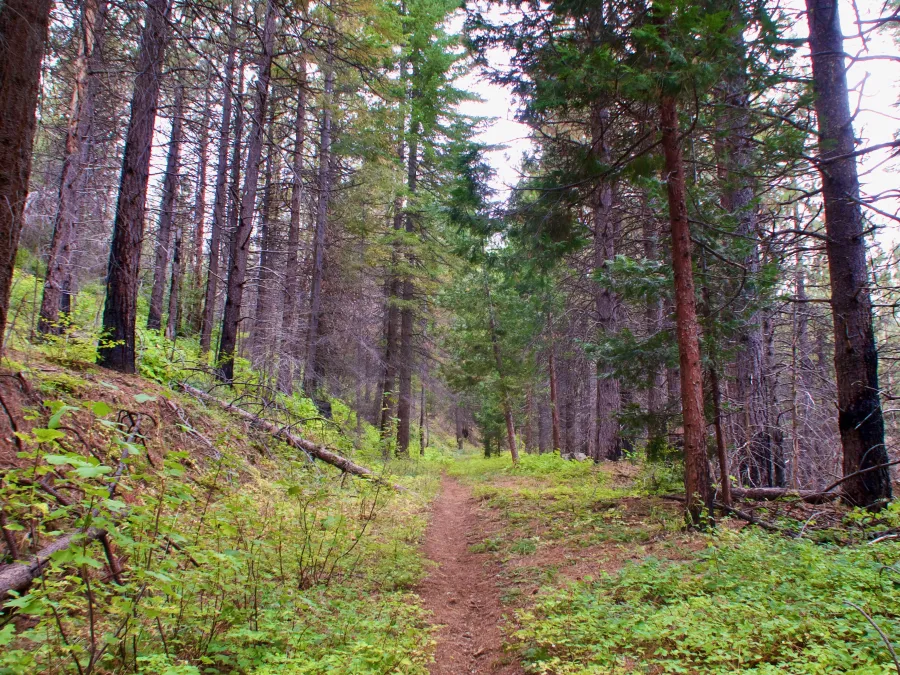 Climbing toward Buckhorn Mountain