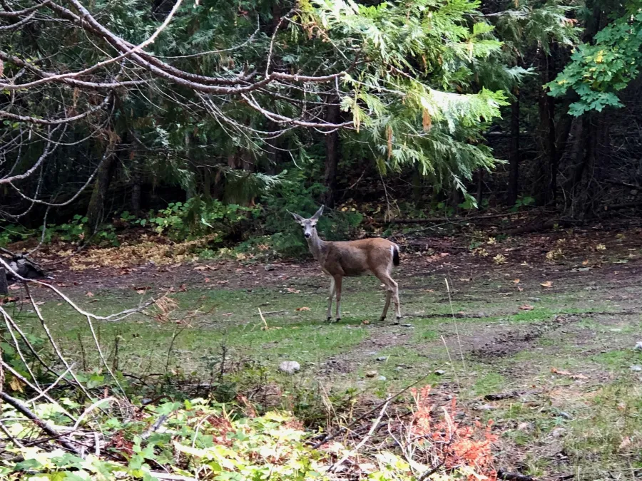 A mule deer