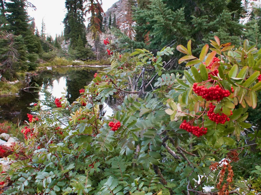 Cotoneaster shrubs at Marten Lake