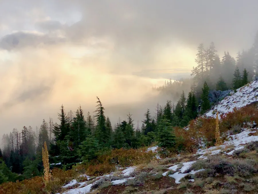 A low sun shining through fog