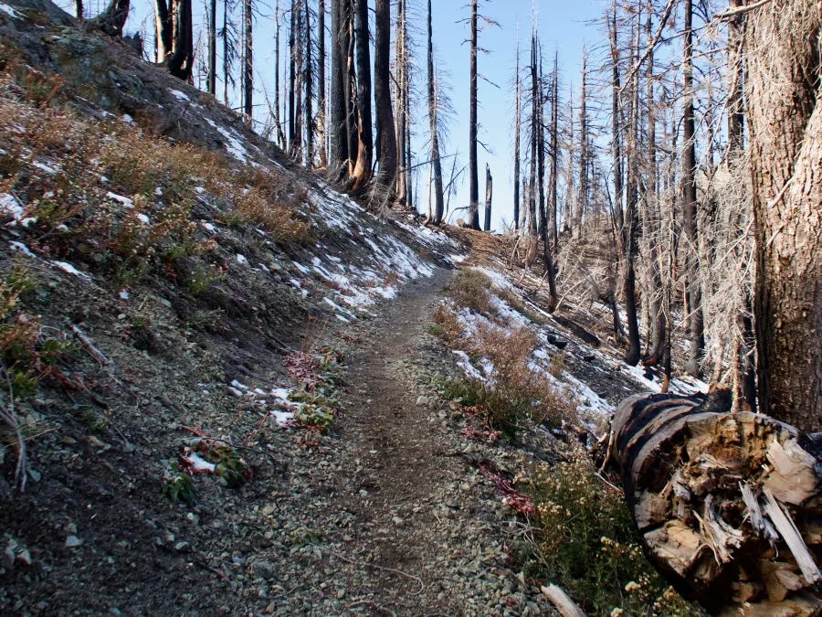 Burnt trees and snow