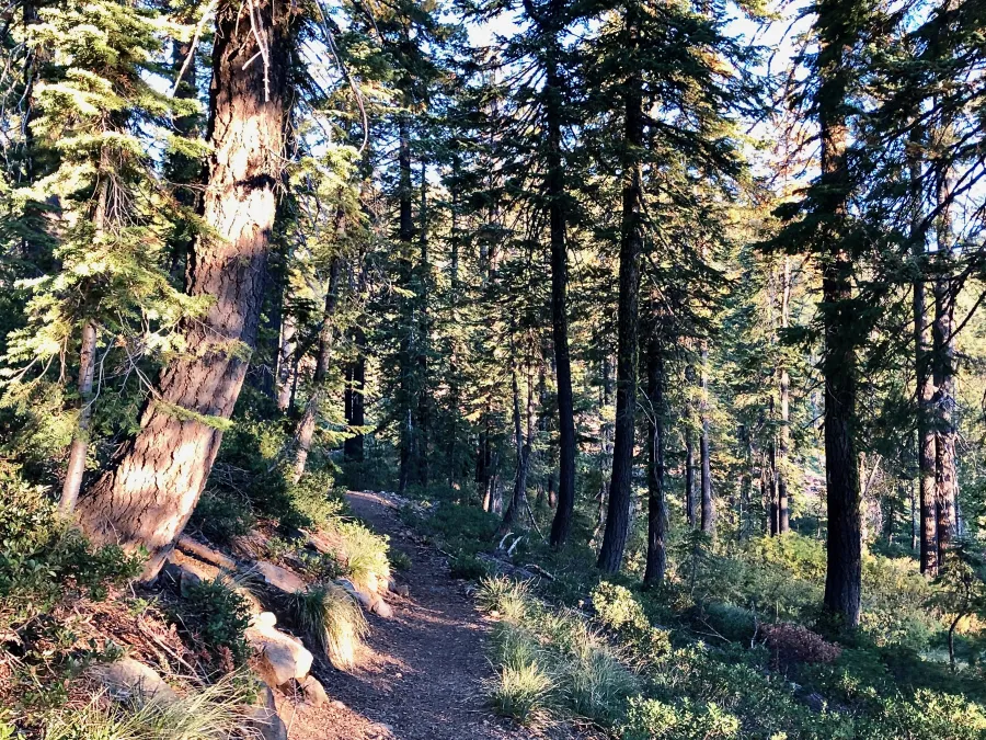The PCT goes through a forest