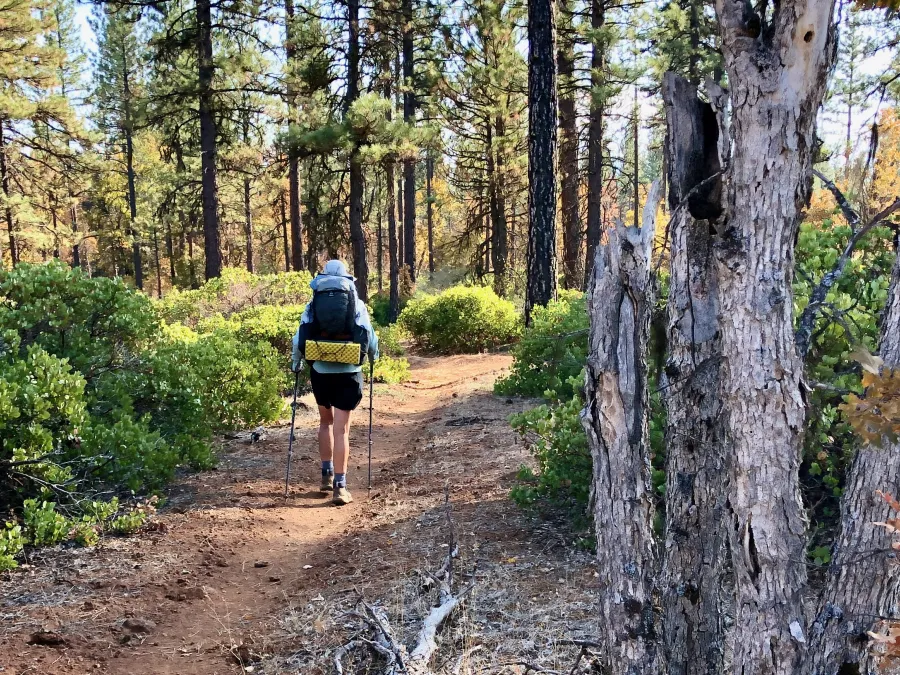Bluejay on the PCT