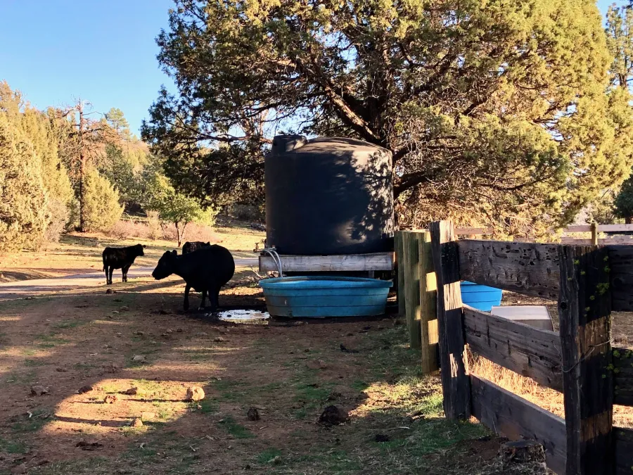 Cattle at Cache 22