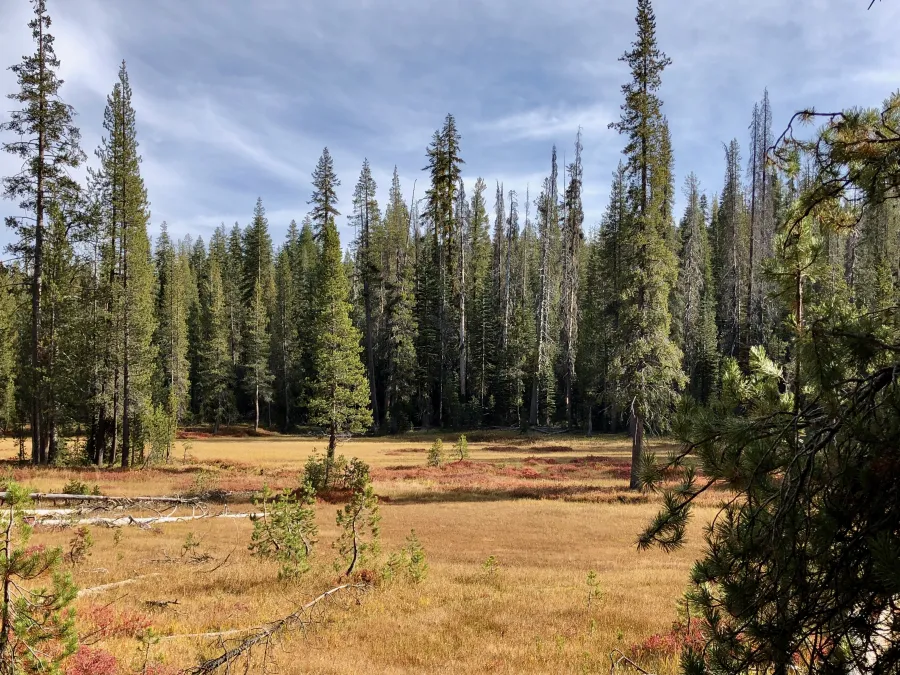 A meadow in Lassen Volcanic National Park 