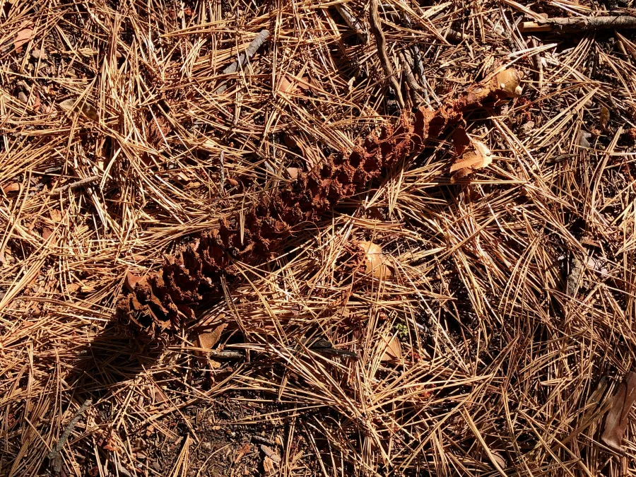 The core of a pine cone left behind by a squirrel