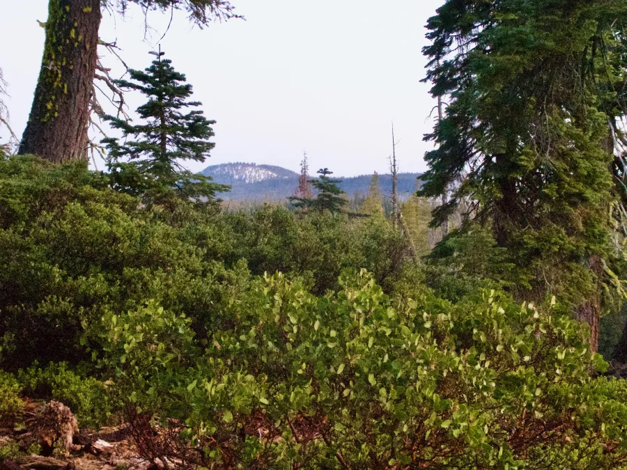 Fresh snow on Hat Mountain