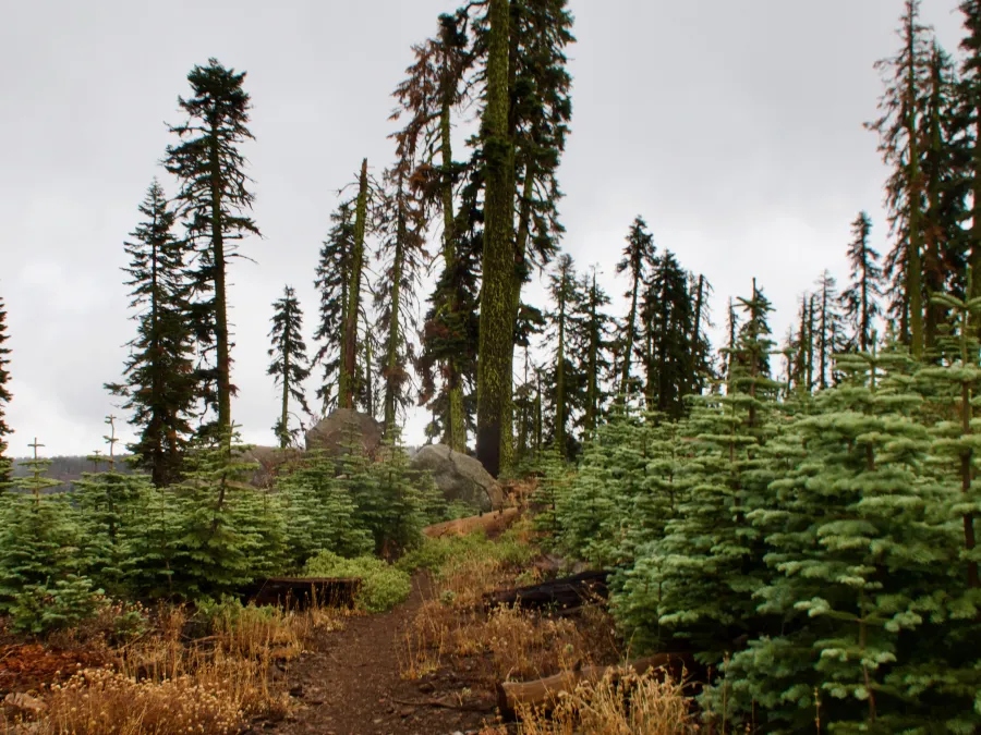 A section of forest that had burnt a long time ago