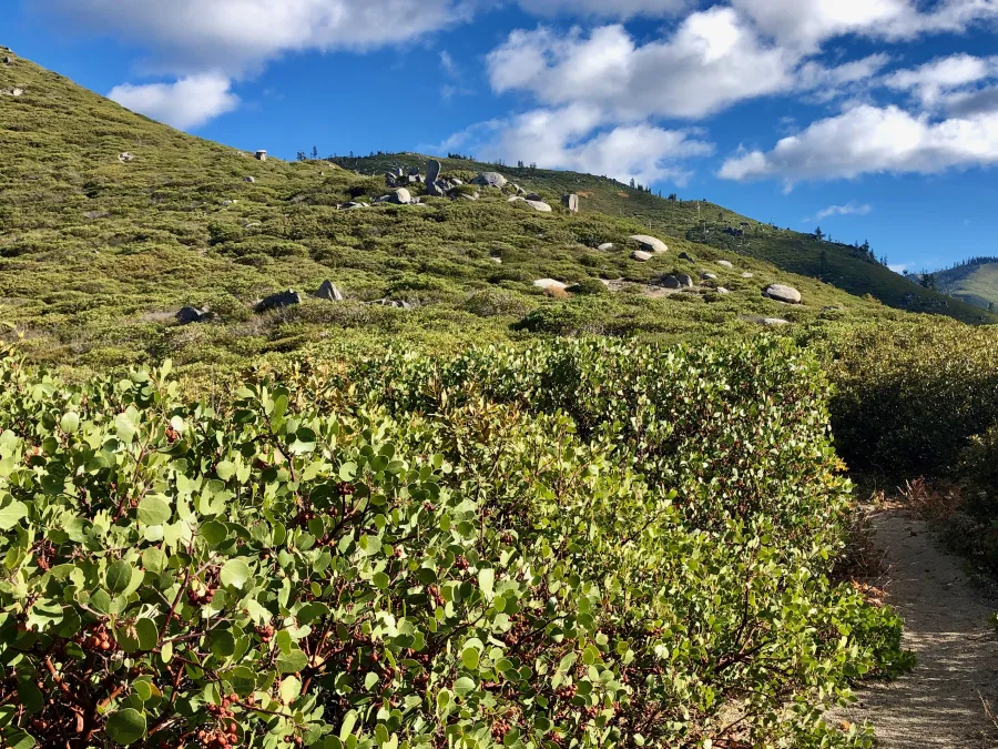The trail enters a thicket of manzanita
