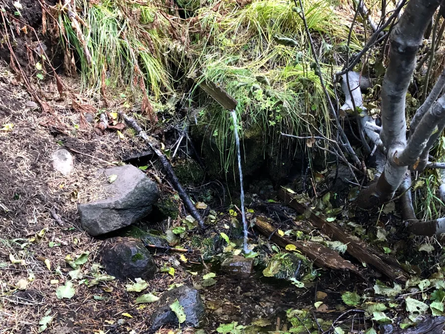 A Tree Spring