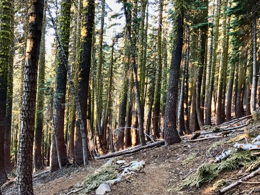 Trees dappled by sunlight
