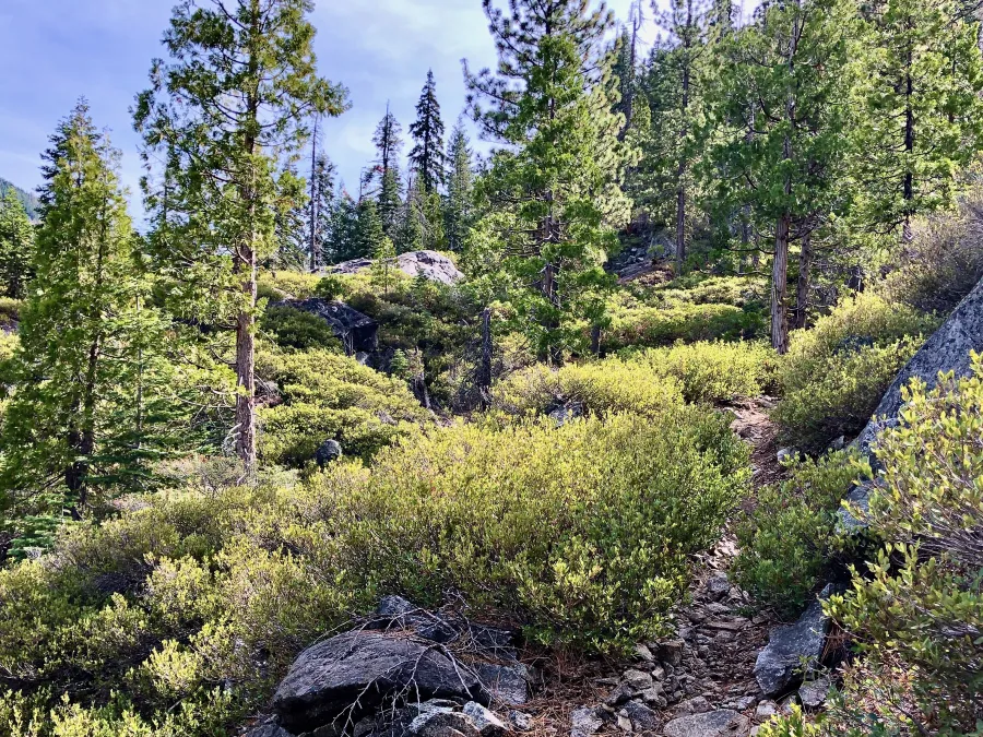 The trail with overgrown shrubs