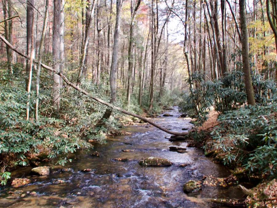 Chester Creek 