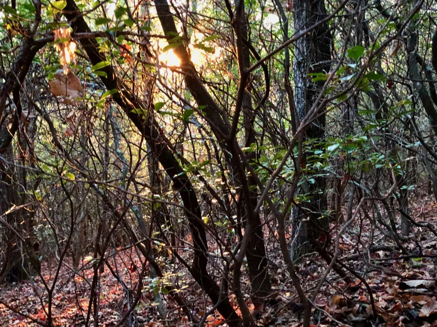Low sun through trees
