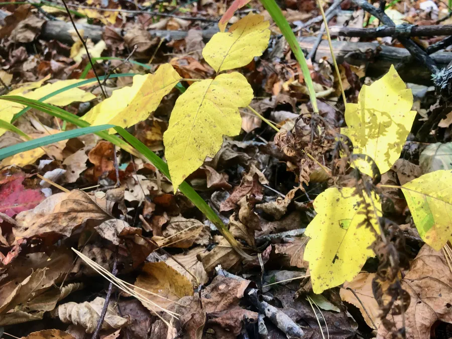 poison ivy