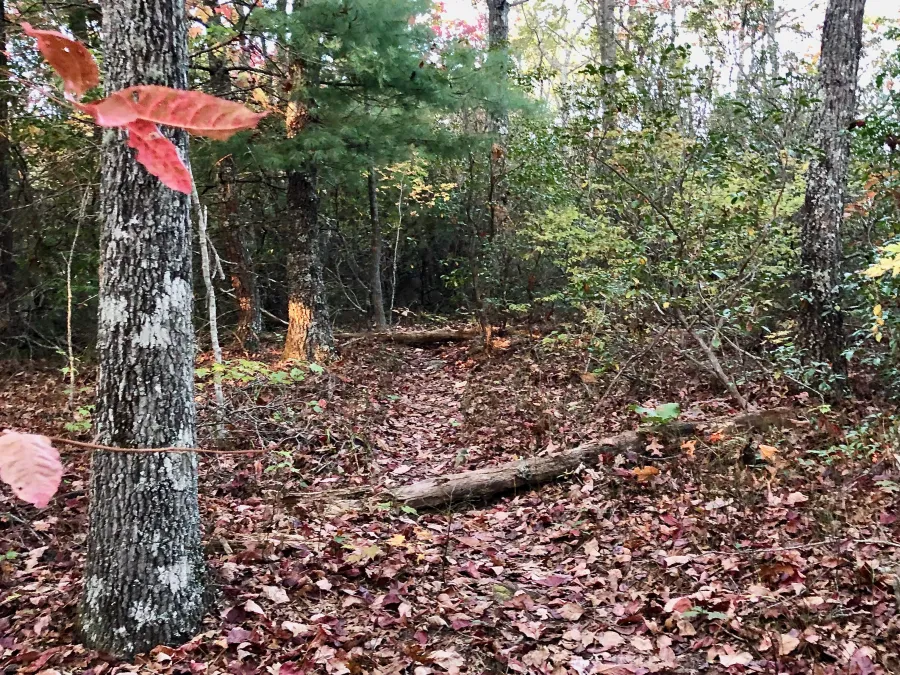 The spot where Gravity tripped