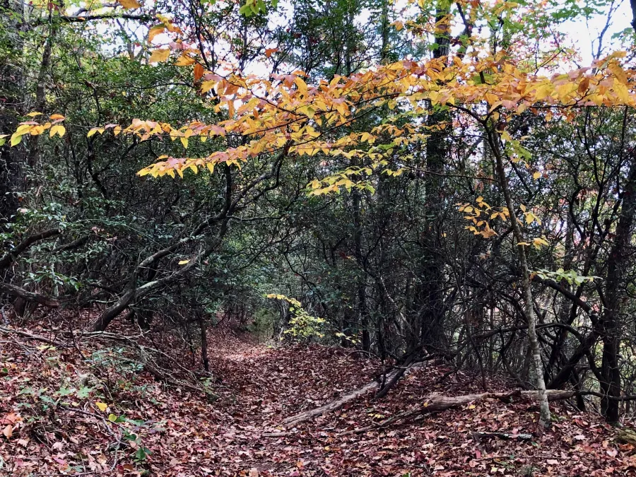 Yellow leaves
