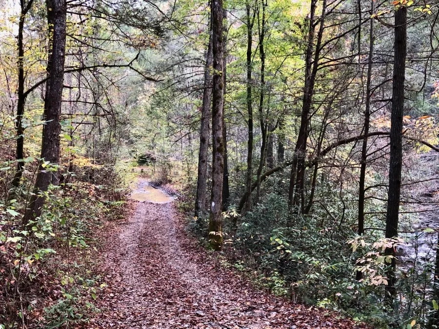 A road leading to Coker Creek