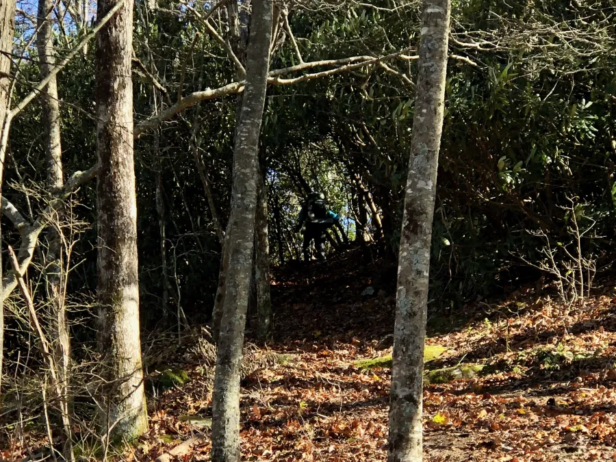 A tunnel of mountain laurel that looks like an arbor