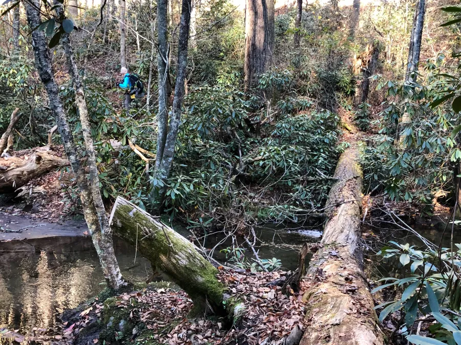 A fallen log used as a bridge over Brookshire Creek 