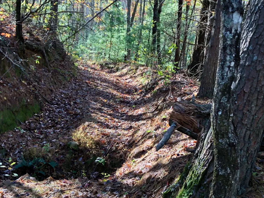 An old forest road