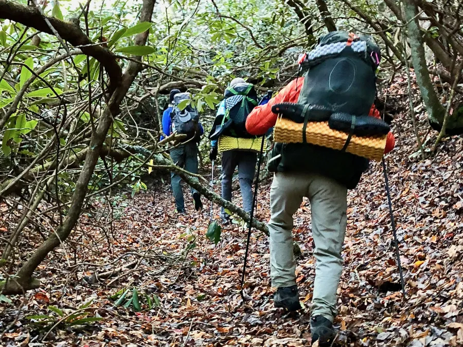 Climbing through rhododendron