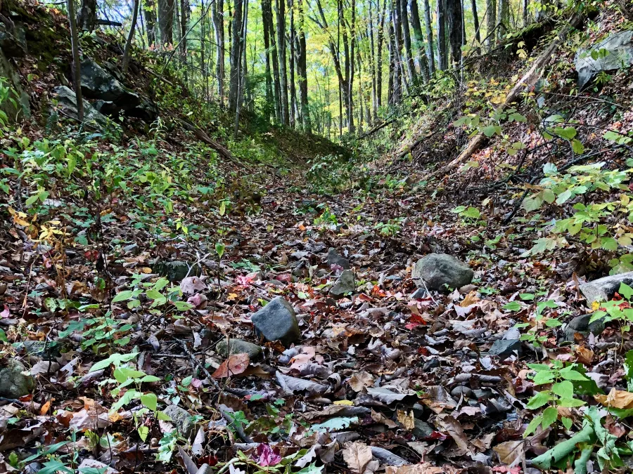 An old logging road