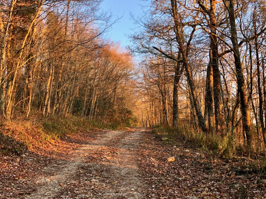 Trees colored by a setting sun