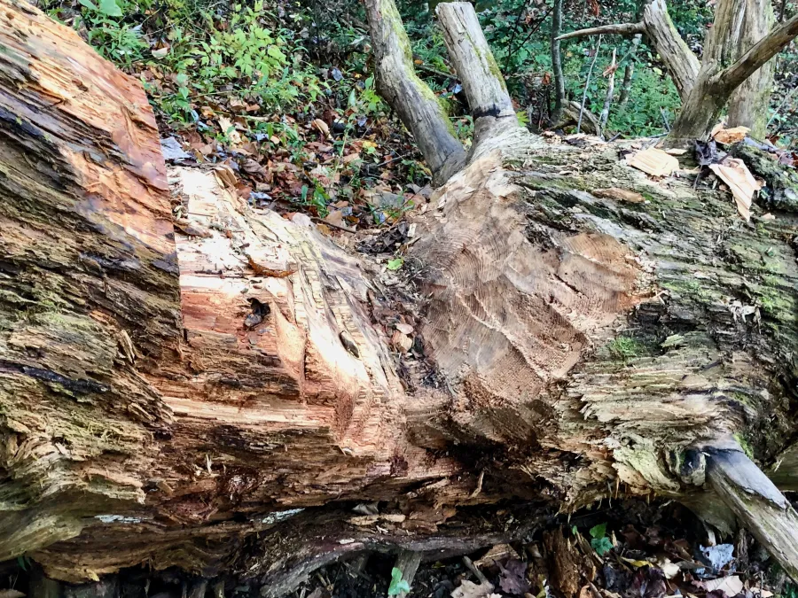A blowdown that had been chopped with an axe