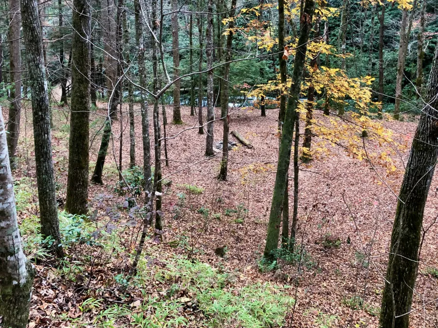 A view of Lower Forney Creek Campsite
