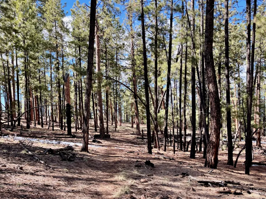 Entering a burnt forest