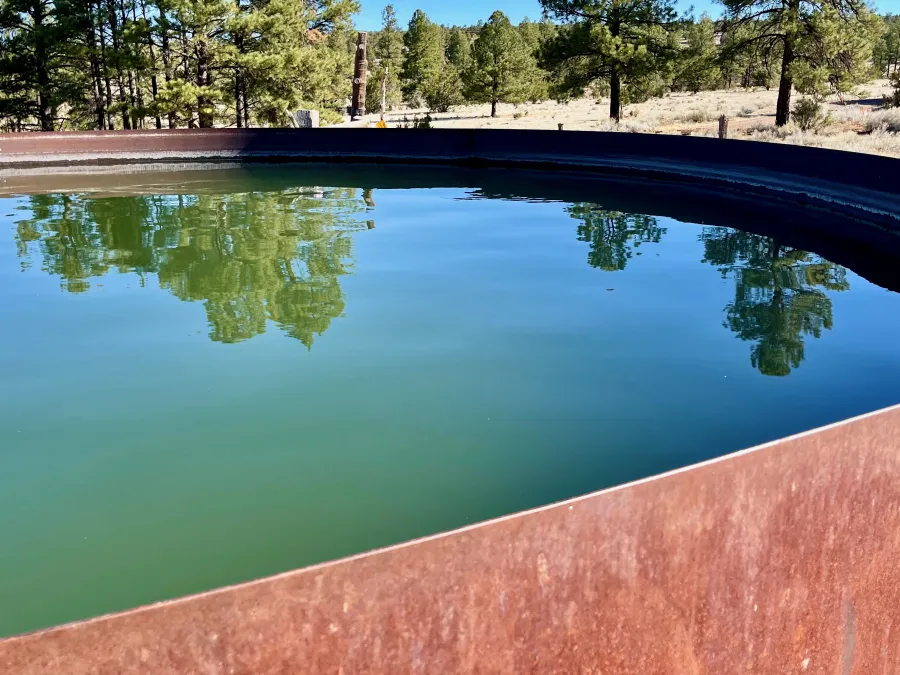 Green water in the cow tank