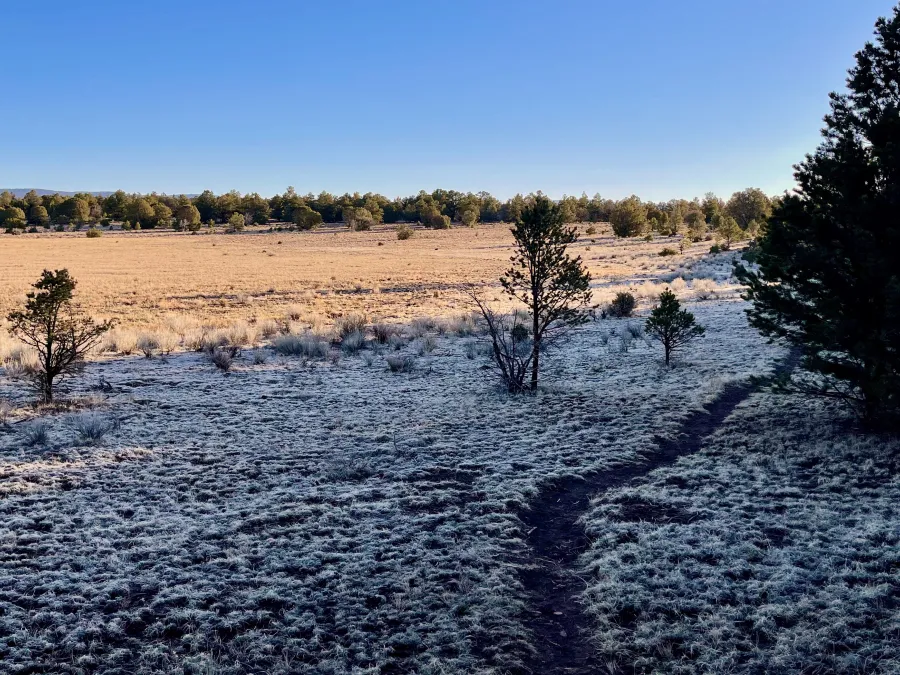 A frosty meadow