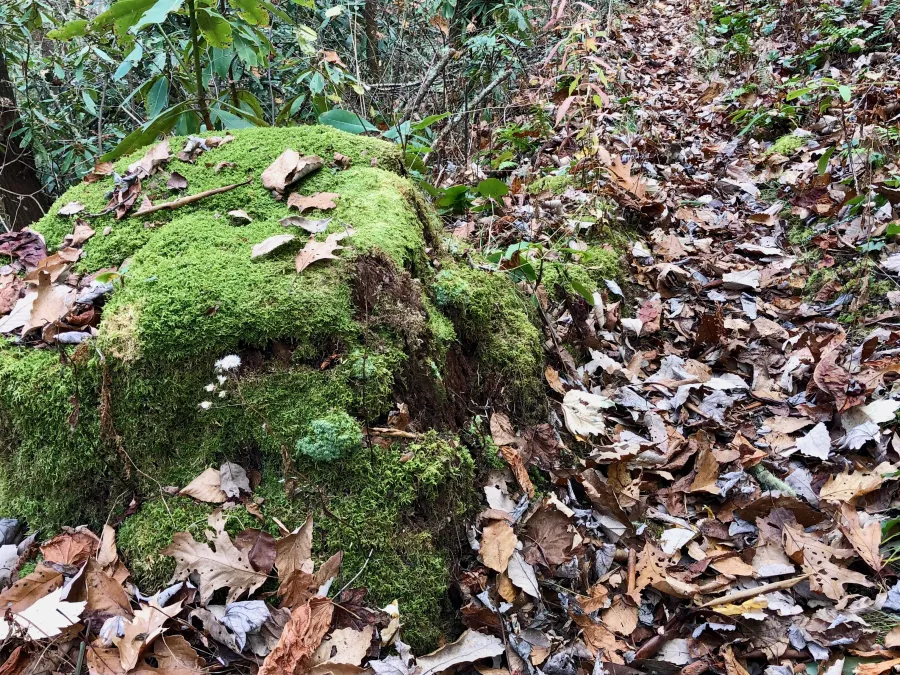A moss-covered tree stump