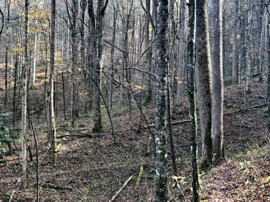 The trail descends to Newfound Gap Road and Smokemont