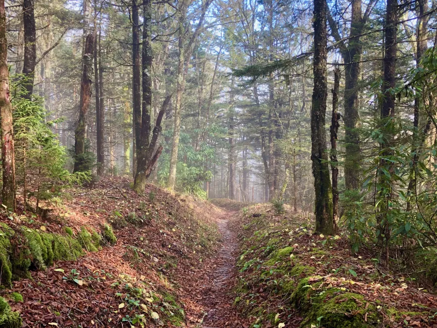 A deep groove carved in an old logging road