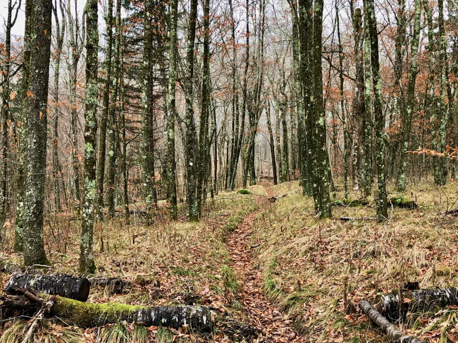 Balsam Mountain Trail 