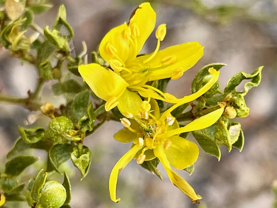 creosote flowers