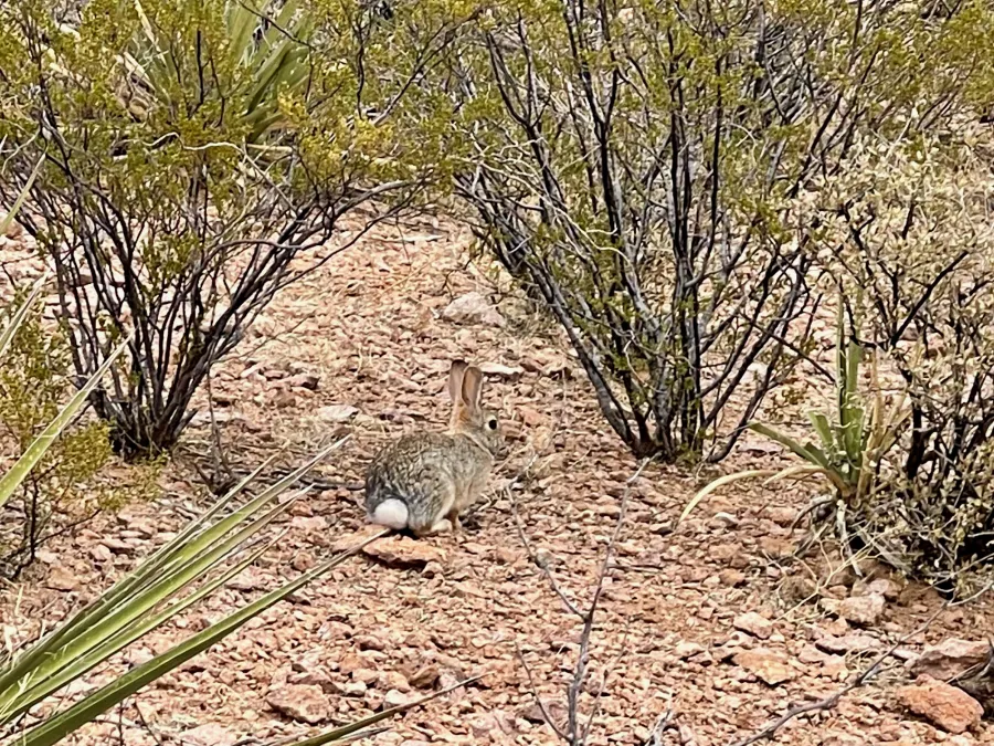 a desert hare