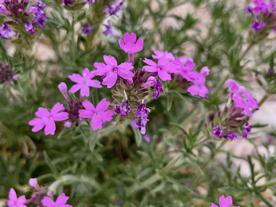 southwestern mock vervain