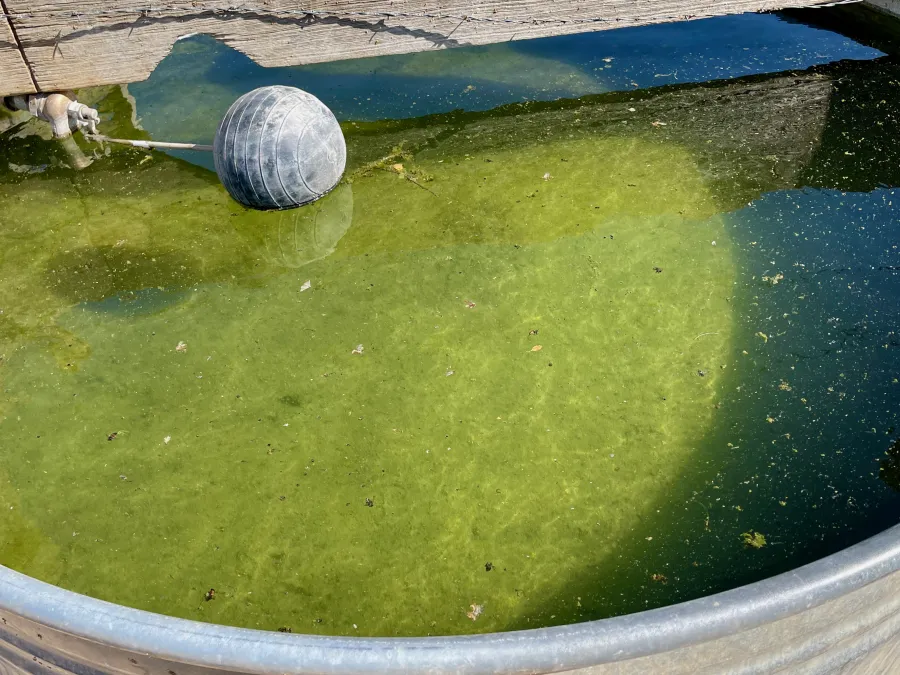 A cow tank with green water