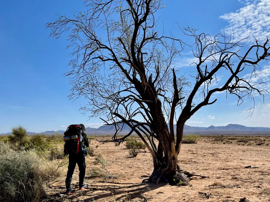 The only tree in the desert