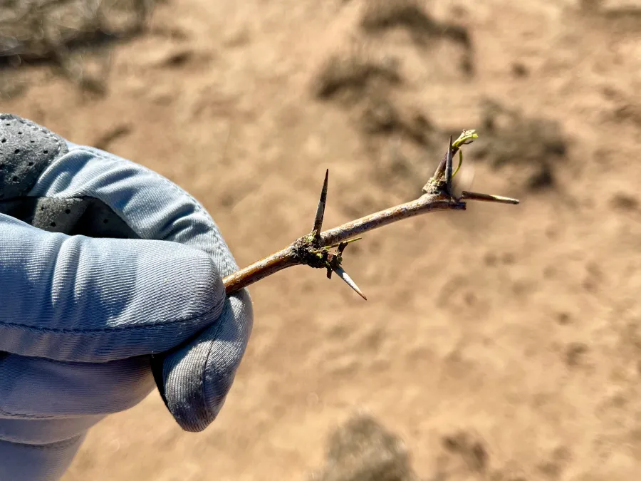 The thorn that punctured Gravity's shoe