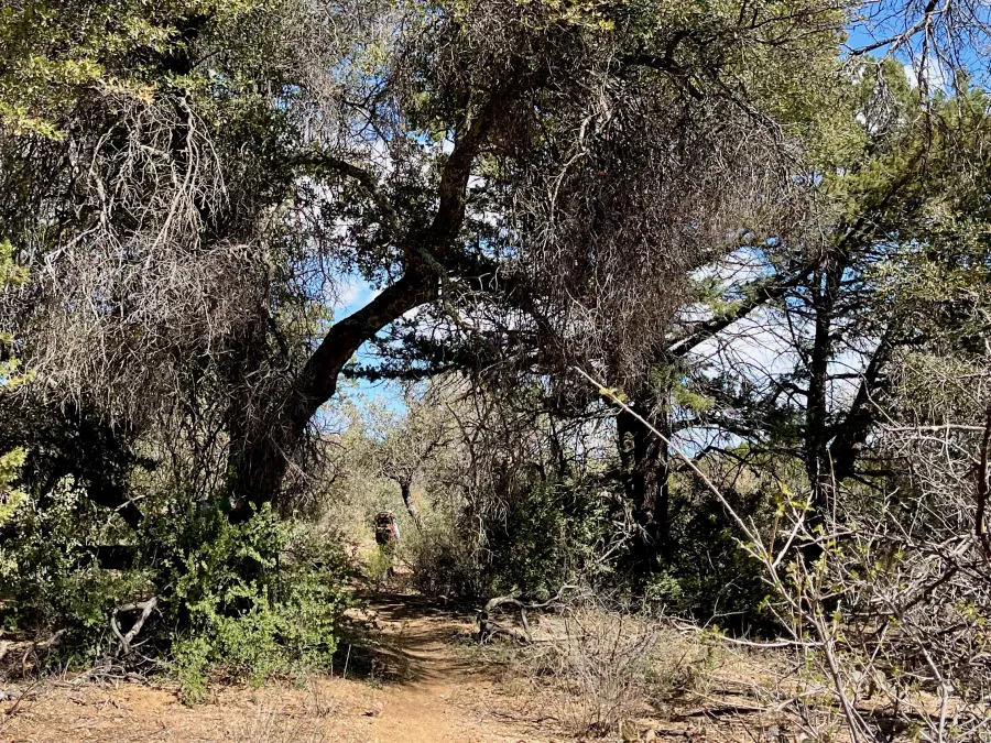 The trail goes through a stand of trees